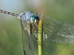 Trithemis stictica