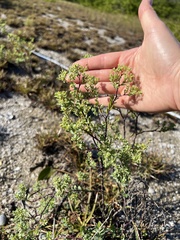 Euphorbia mesembryanthemifolia