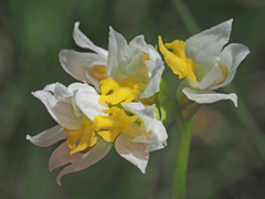 Schizochilus flexuosus