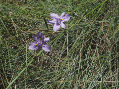 Moraea inclinata