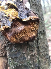 Pseudomerulius curtisii
