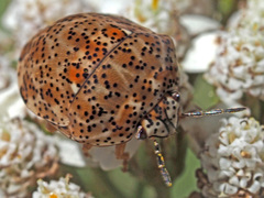 Sphaerocoris testudogrisea
