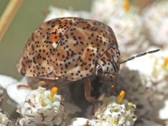 Sphaerocoris testudogrisea
