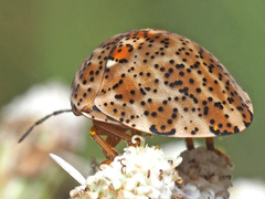 Sphaerocoris testudogrisea