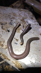 Ramphotyphlops lineatus