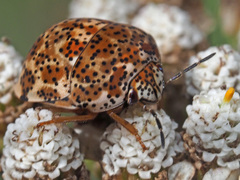 Sphaerocoris testudogrisea