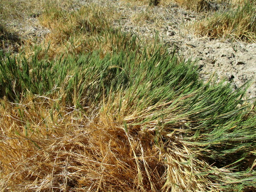 Image of Odyssea paucinervis by no rights reserved