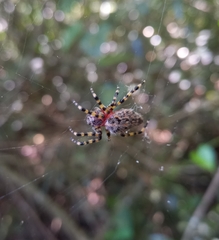 Alpaida alticeps