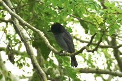 Pachyramphus homochrous
