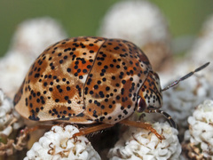 Sphaerocoris testudogrisea