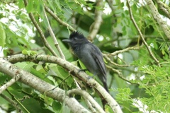 Pachyramphus homochrous