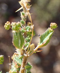 Psammotropha quadrangularis