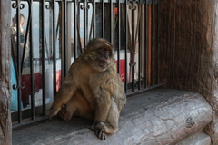 Macaca sylvanus