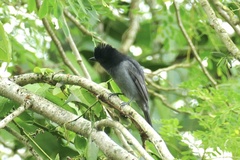 Pachyramphus homochrous