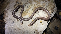 Ramphotyphlops lineatus