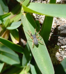 Trachelopachys