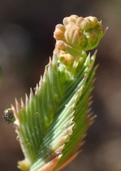 Psammotropha quadrangularis