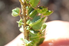 Psammotropha quadrangularis