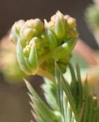 Psammotropha quadrangularis