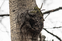 Agrobacterium radiobacter