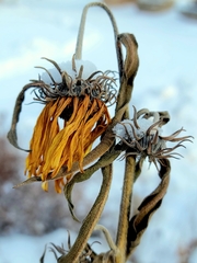 Helianthus maximiliani