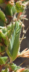 Psammotropha quadrangularis