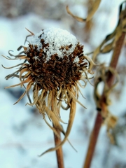 Helianthus maximiliani