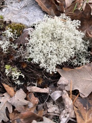 Cladonia arbuscula mitis