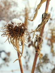 Helianthus maximiliani