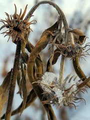 Helianthus maximiliani