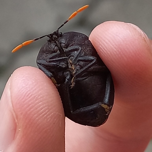 Watermelon Bug