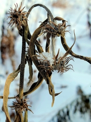 Helianthus maximiliani