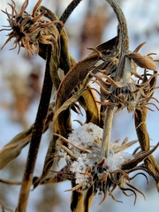 Helianthus maximiliani