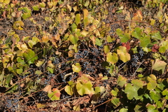 Vitis californica