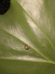 Petalochlamys