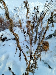 Helianthus maximiliani