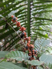 Miconia nervosa