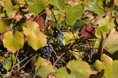Vitis californica