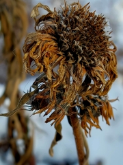Helianthus maximiliani