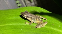 Chalcorana chalconota