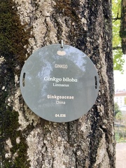 Ginkgo biloba