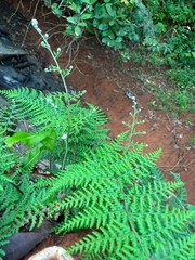 Pityrogramma calomelanos