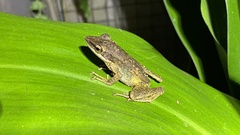 Chalcorana chalconota