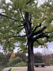 Ginkgo biloba