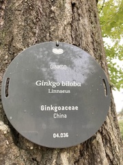 Ginkgo biloba