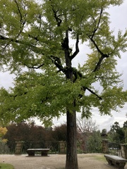 Ginkgo biloba