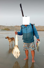 Pseudobatos planiceps