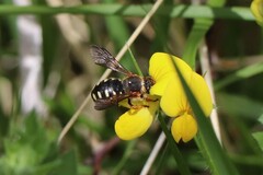 Rhodanthidium septemdentatum