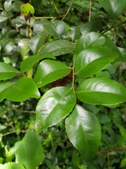 Gymnosporia harveyana