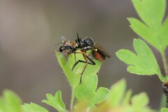 Dioctria rufipes